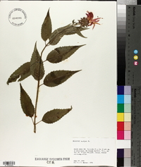 Monarda didyma image