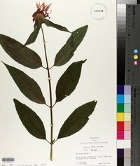Monarda didyma image