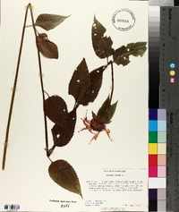 Monarda didyma image