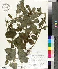 Pogostemon stellatus image