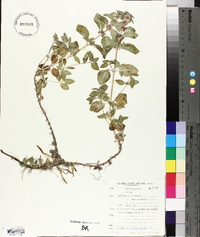 Mentha x verticillata image