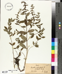 Pogostemon stellatus image