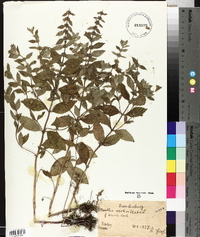 Pogostemon stellatus image