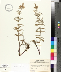 Mentha longifolia image