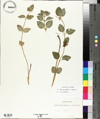 Mentha x verticillata image