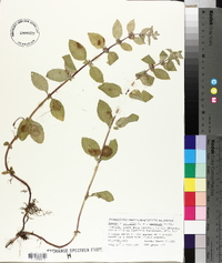 Mentha x gentilis image