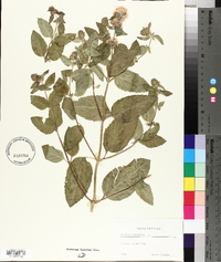 Mentha aquatica image