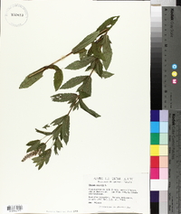 Mentha spicata image