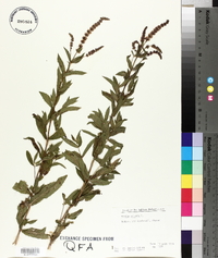 Mentha spicata image