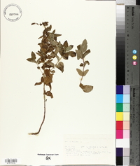 Mentha spicata image