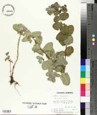 Mentha × rotundifolia image