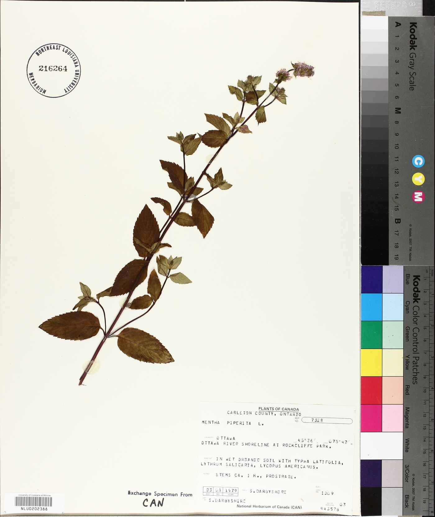 Mentha × piperita image