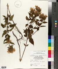 Monarda fistulosa var. stipitatoglandulosa image