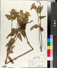 Monarda fistulosa var. stipitatoglandulosa image