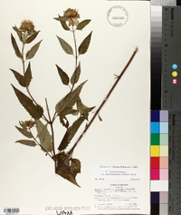 Monarda fistulosa var. stipitatoglandulosa image