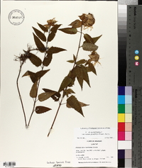 Monarda fistulosa var. stipitatoglandulosa image