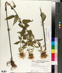Monarda fistulosa var. stipitatoglandulosa image
