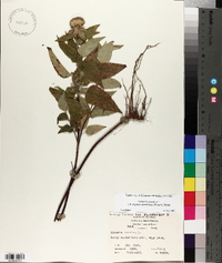 Monarda fistulosa var. stipitatoglandulosa image