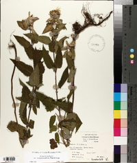 Monarda fistulosa var. stipitatoglandulosa image