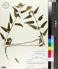 Monarda fistulosa var. stipitatoglandulosa image