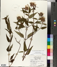 Monarda fistulosa var. stipitatoglandulosa image
