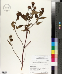 Monarda fistulosa var. stipitatoglandulosa image