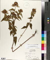 Monarda fistulosa var. stipitatoglandulosa image