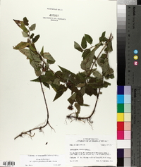 Monarda fistulosa var. stipitatoglandulosa image
