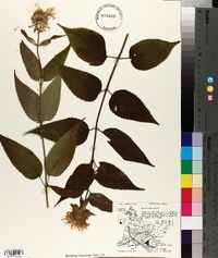 Monarda × media image