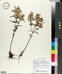 Monarda punctata subsp. occidentalis image