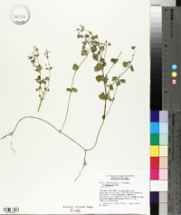 Clinopodium brownei image