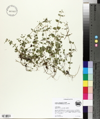 Micromeria brownei image