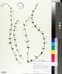 Micromeria brownei image