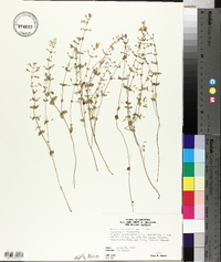 Micromeria brownei image