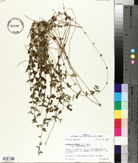 Clinopodium brownei image