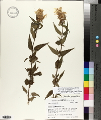 Monarda fistulosa var. stipitatoglandulosa image