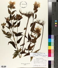 Monarda fistulosa var. stipitatoglandulosa image