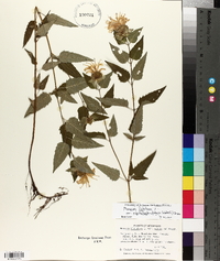 Monarda fistulosa var. stipitatoglandulosa image
