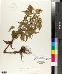 Monarda fistulosa var. stipitatoglandulosa image