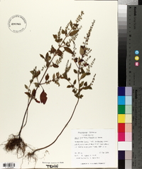 Mosla dianthera image
