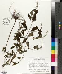 Mosla dianthera image