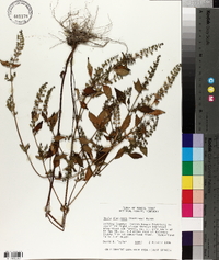Mosla dianthera image