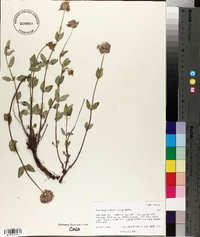 Monardella odoratissima image