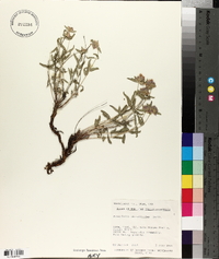 Monardella odoratissima image