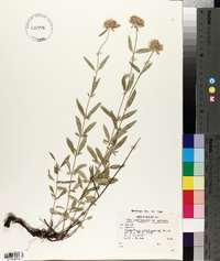 Monardella odoratissima image