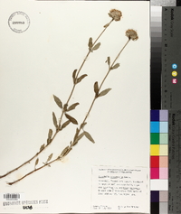 Monardella odoratissima image