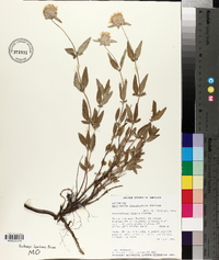Monardella odoratissima image