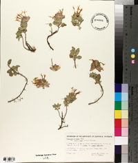 Monardella nana subsp. tenuiflora image