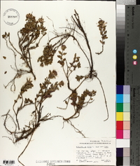 Monardella nana subsp. nana image