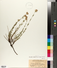 Monardella linoides subsp. stricta image